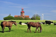 Pferde am Leuchtturm BUK